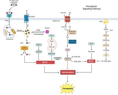 Critical role of non-coding RNA-mediated ferroptosis in urologic malignancies